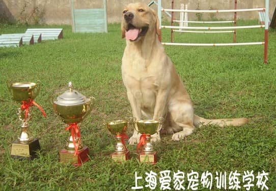 训练拉不拉多犬.JPG