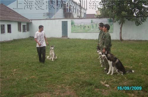 训犬师学校 训犬师.jpg