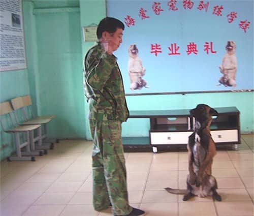 训犬内容 训犬价格 训犬费用.jpg