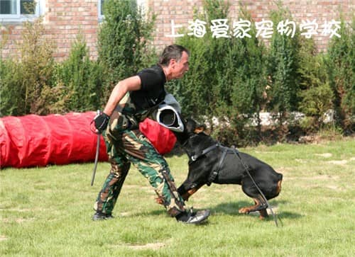 训狗师  训狗师的费用.jpg