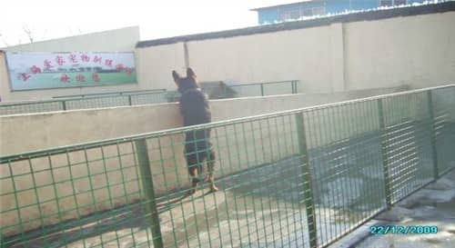 训狗场 狗场 训狗师 训狗基地.jpg