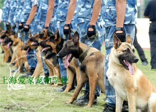 保安犬 军犬 警犬 军犬训练.jpg