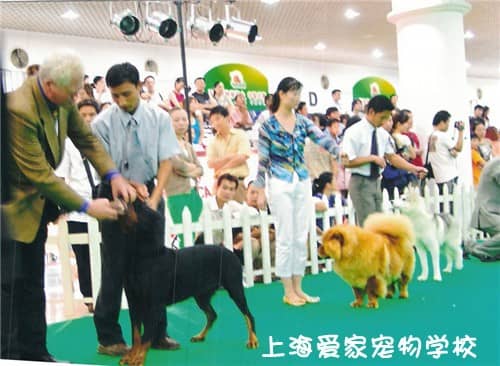 牵犬师 训犬师 训狗师.jpg