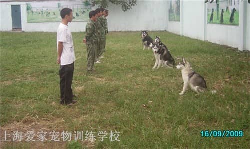 训狗学校 训犬学校 宠物学校.jpg